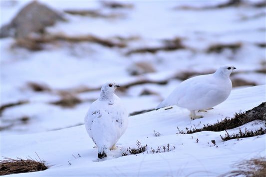 Rock Ptarmigan In Winter Glossy Poster Picture Photo Print Banner  Conversationprints