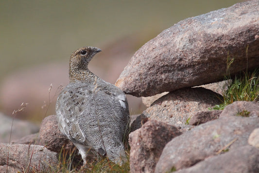 Rock Ptarmigan Bird Glossy Poster Picture Photo Print Banner  Conversationprints
