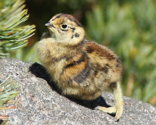 Rock Ptarmigan Grouse Glossy Poster Picture Photo Print Banner  Conversationprints
