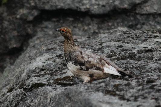 Rock Ptarmigan Game Bird Glossy Poster Picture Photo Print Banner  Conversationprints