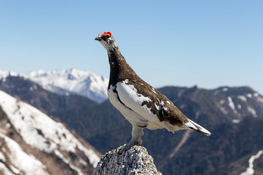 Rock Ptarmigan Mountain Bird Glossy Poster Picture Photo Print Banner  Conversationprints