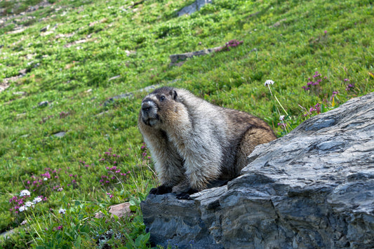 Marmot Glacier Park Glossy Poster Picture Photo Print Banner  Conversationprints