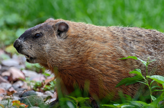 Marmot Ground Squirrel Glossy Poster Picture Photo Print Banner  Conversationprints