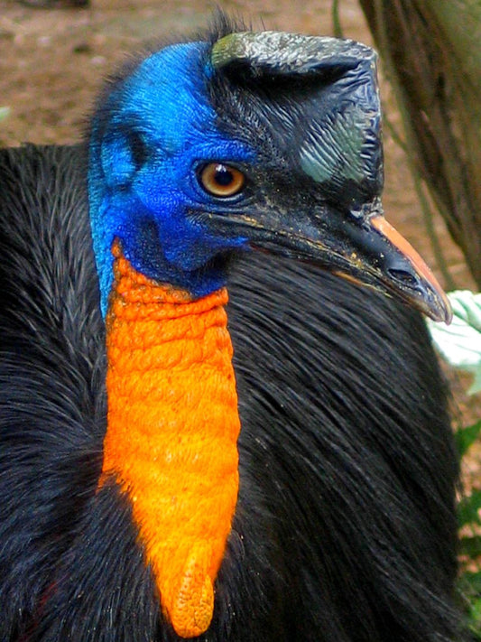 Norther Cassowary Single Wattled Glossy Poster Picture Photo Print Banner  Conversationprints