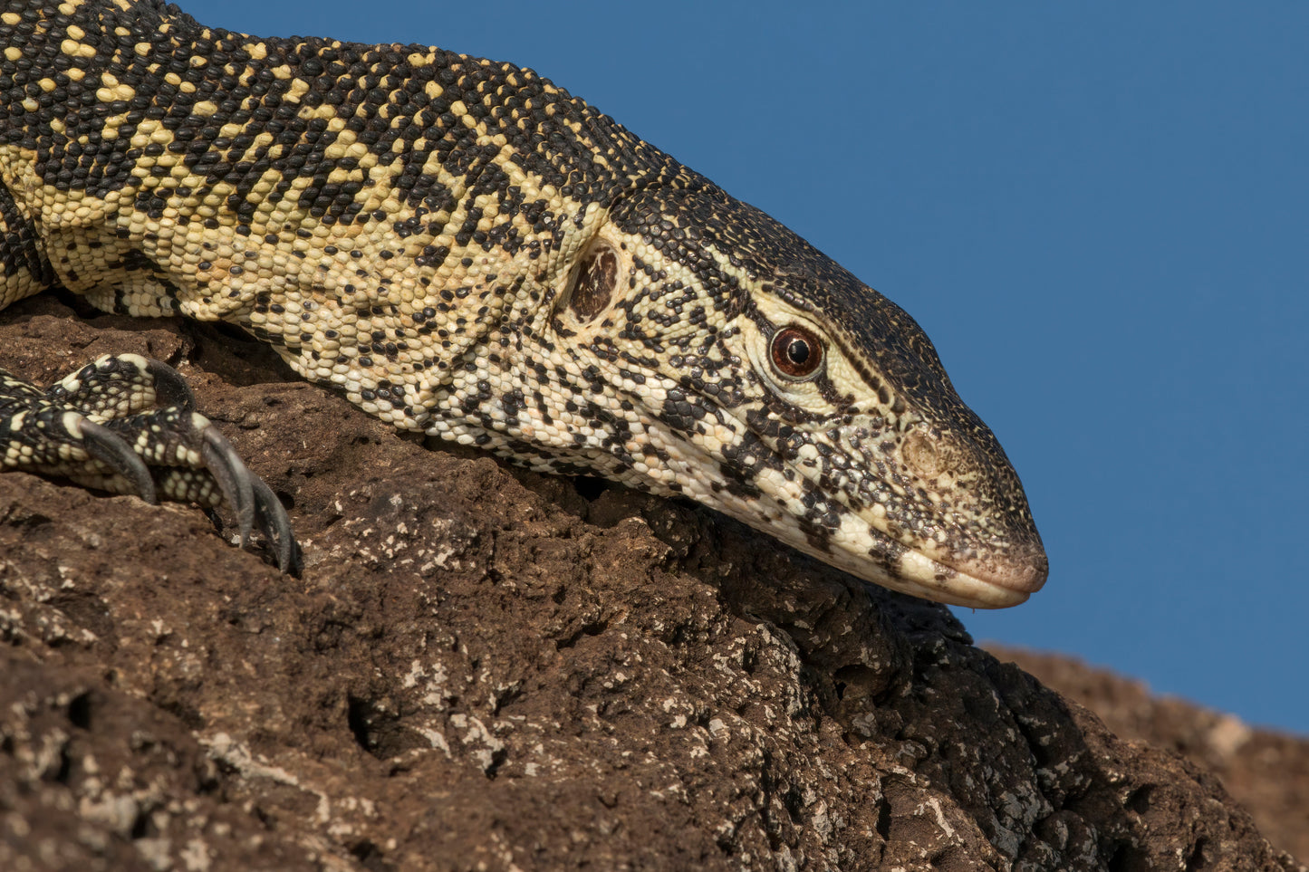 Nile Monitor Lizard Glossy Poster Picture Photo Print Banner  Conversationprints
