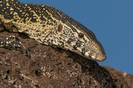 Nile Monitor Lizard Glossy Poster Picture Photo Print Banner  Conversationprints