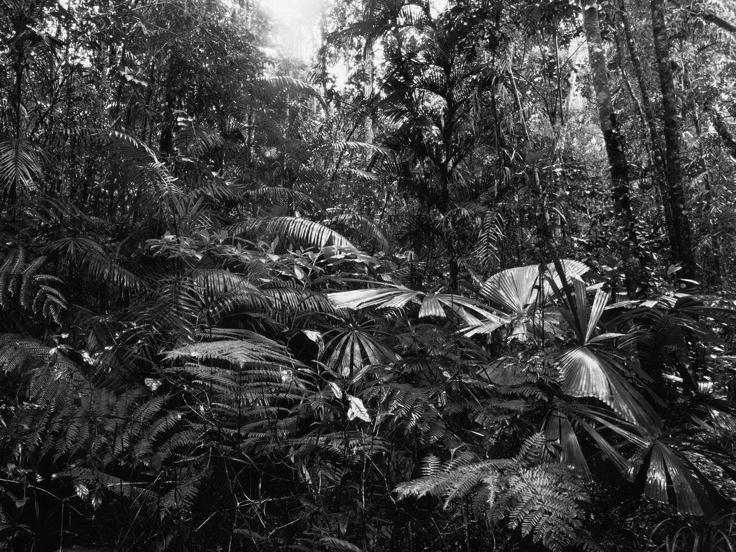 Amazon Rainforest Black & White Glossy Poster Picture Photo Print Banner  Conversationprints