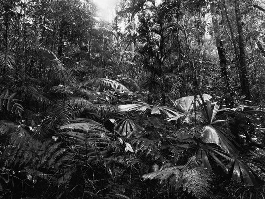 Amazon Rainforest Black & White Glossy Poster Picture Photo Print Banner  Conversationprints