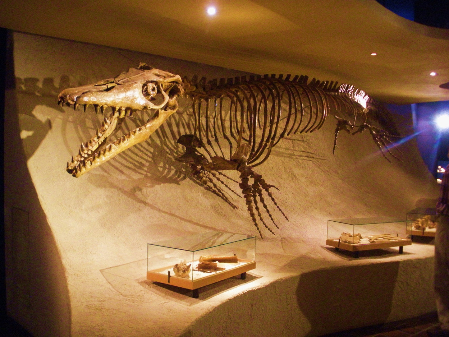 Mosasaurus Bones Reptile Glossy Poster Picture Photo Print Banner  Conversationprints