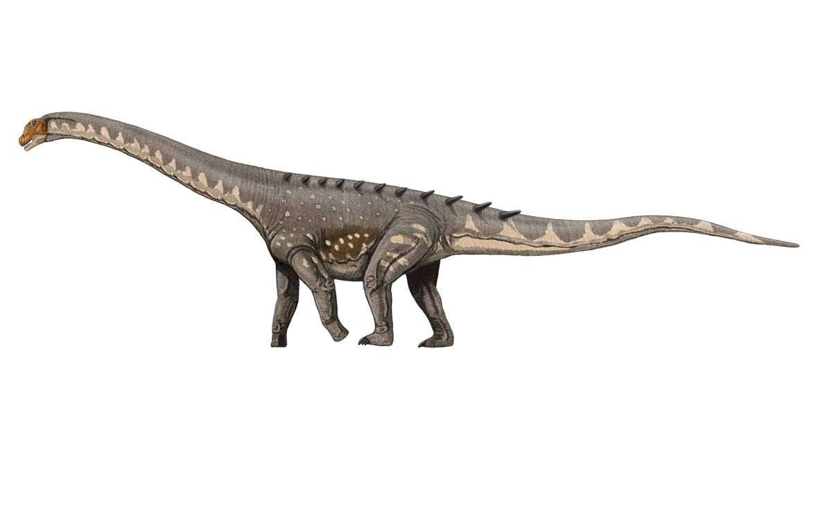 Titanosaurus Dinosaur Glossy Poster Picture Photo Print Banner  Conversationprints