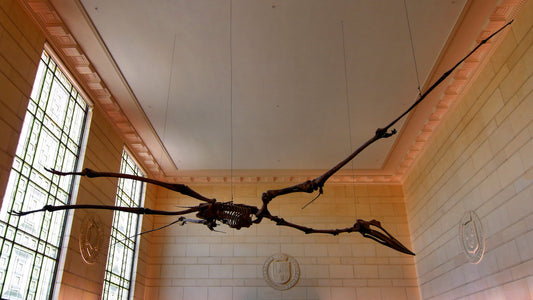 Quetzalcoatlus Museum Bones Glossy Poster Picture Photo Print Banner  Conversationprints