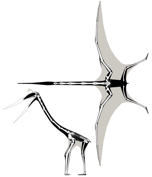 Quetzalcoatlus Pterosaur Dinosaur Glossy Poster Picture Photo Print Banner  Conversationprints