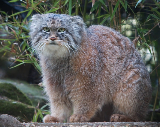 Pallas'S Cat Manul Glossy Poster Picture Photo Print Banner  Conversationprints