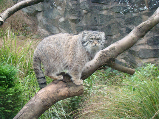 Pallas'S Cat On Tree Glossy Poster Picture Photo Print Banner  Conversationprints