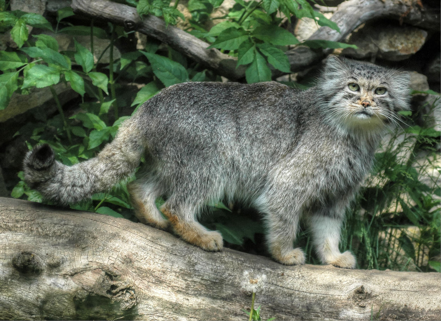 Pallas'S Cat Wild Cat Glossy Poster Picture Photo Print Banner  Conversationprints