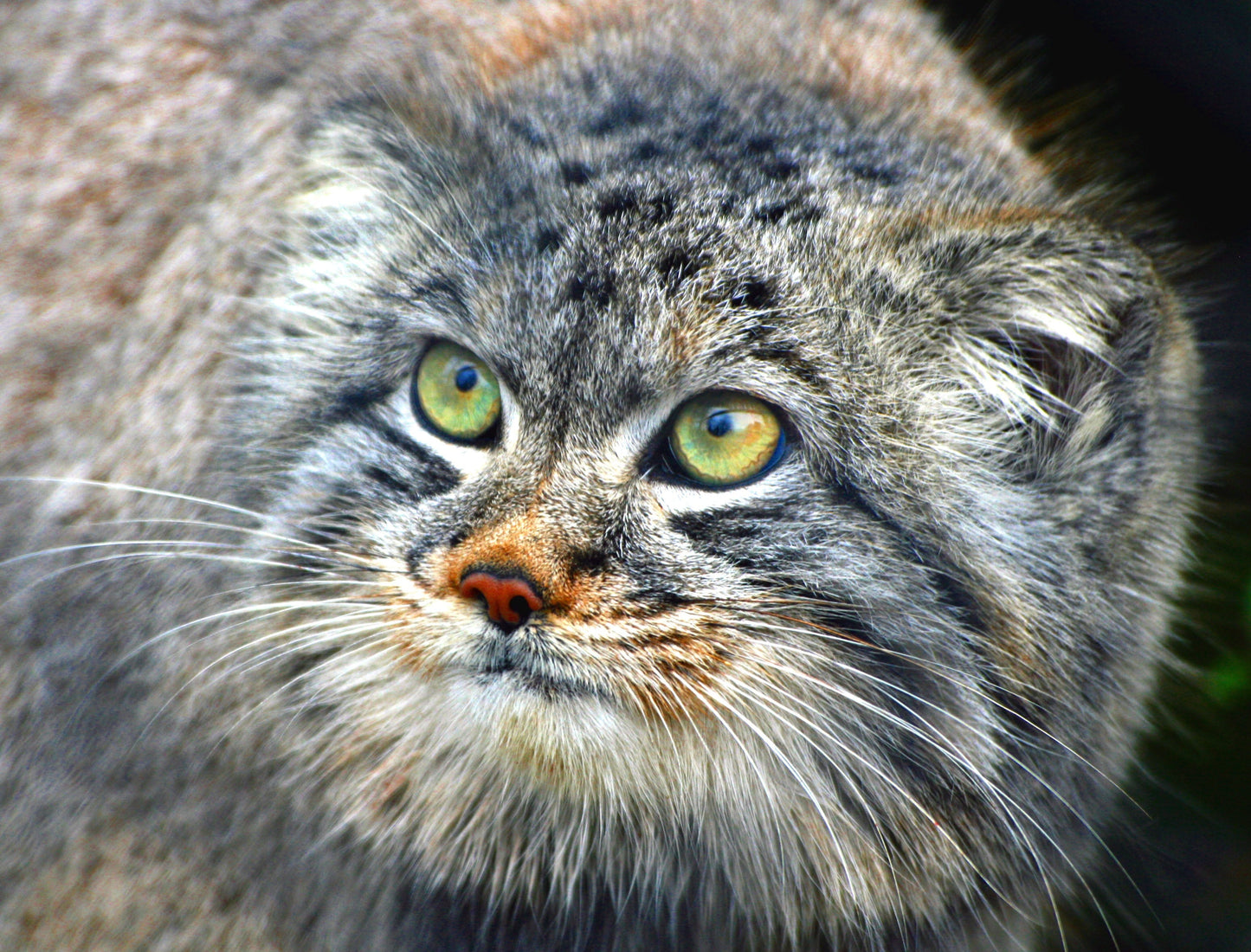 Pallas'S Cat Face Manul Glossy Poster Picture Photo Print Banner  Conversationprints