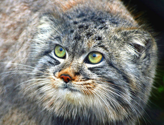 Pallas'S Cat Face Manul Glossy Poster Picture Photo Print Banner  Conversationprints