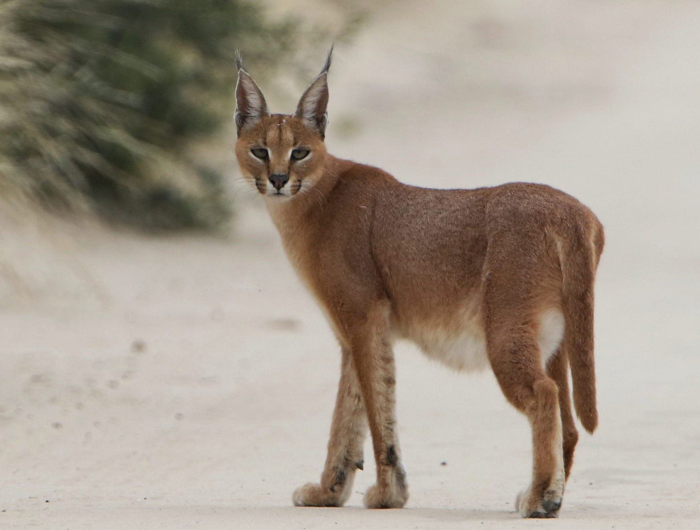 Caracal Wild Cat Glossy Poster Picture Photo Print Banner  Conversationprints