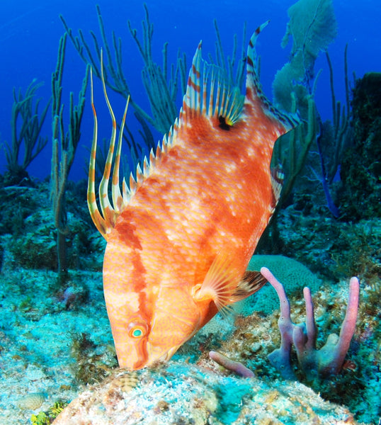 HOGFISH BOQUINETE GLOSSY POSTER PICTURE PHOTO PRINT BANNER MEXICO