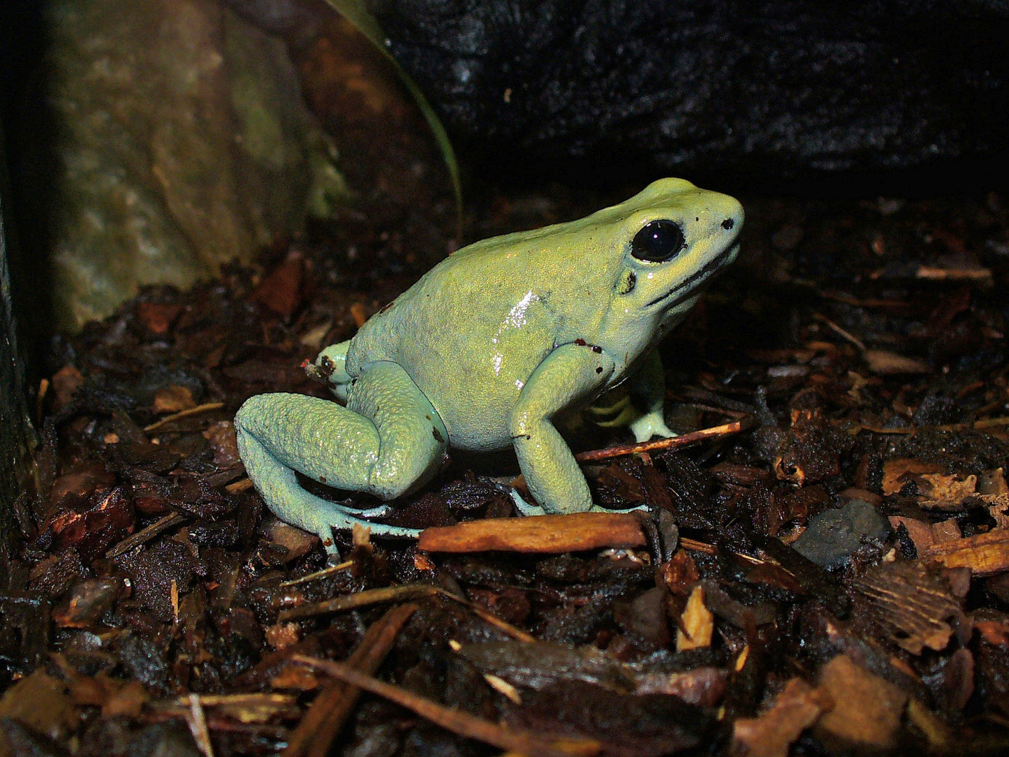 Golden Poison Dart Frog Glossy Poster Picture Photo Print Banner Conversationprints