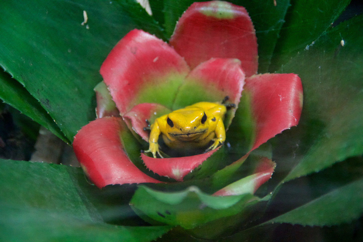 GOLDEN POISON DART ARROW FROG GLOSSY POSTER PICTURE PHOTO PRINT BANNER