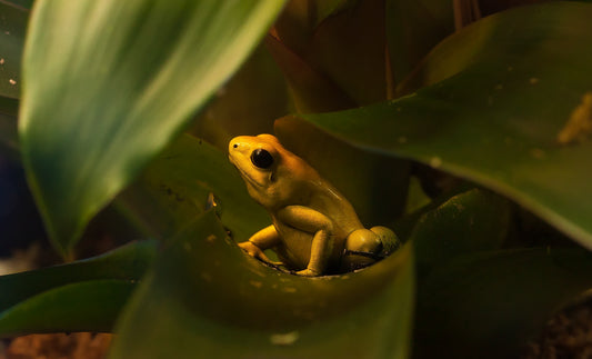 GOLDEN POISON DART FROG GLOSSY POSTER PICTURE PHOTO PRINT BANNER rainforest