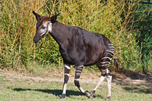 OKAPI GLOSSY POSTER PICTURE PHOTO PRINT BANNER ZEBRA FOREST GIRAFFE