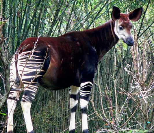 OKAPI GLOSSY POSTER PICTURE PHOTO PRINT BANNER ZEBRA FOREST GIRAFFE CONGO