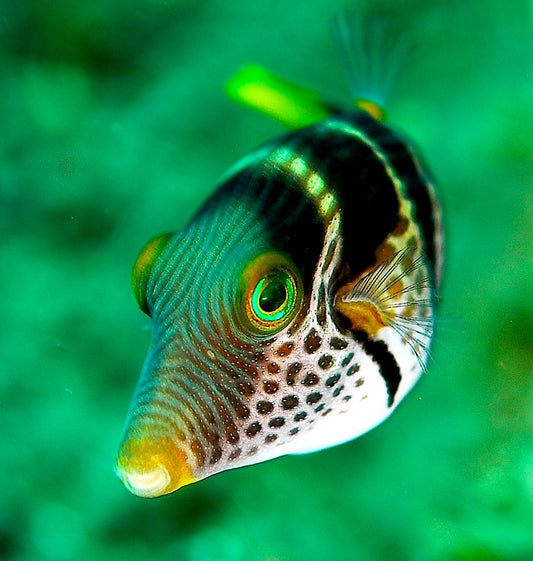 CANTHIGASTER PUFFER FISH GLOSSY POSTER PICTURE PHOTO PRINT BANNER