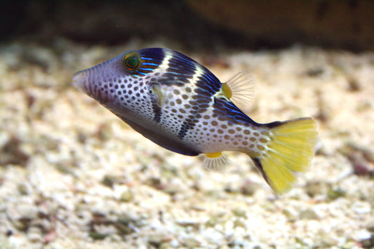 CANTHIGASTER PUFFER FISH GLOSSY POSTER PICTURE PHOTO PRINT BANNER SHARPNOSE