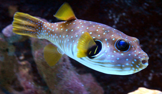 AROTHRON PUFFER FISH GLOSSY POSTER PICTURE PHOTO PRINT BANNER