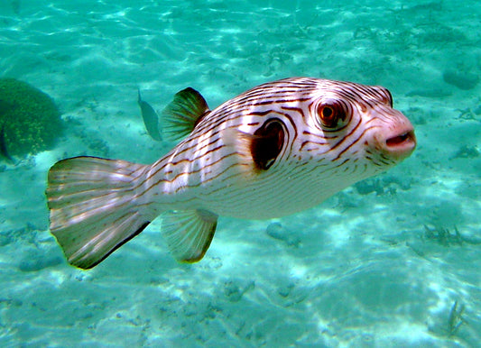 AROTHRON PUFFER FISH GLOSSY POSTER PICTURE PHOTO PRINT BANNER ocean