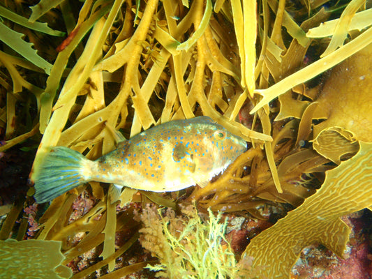 OMEGOPHORA PUFFER FISH GLOSSY POSTER PICTURE PHOTO PRINT BANNER AUSTRALIA