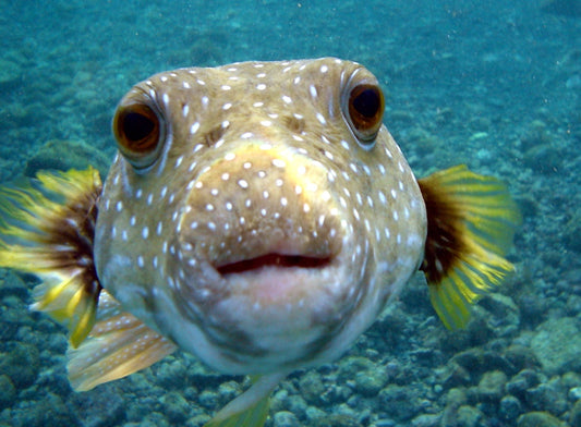 POISONOUS PUFFER FISH GLOSSY POSTER PICTURE PHOTO PRINT BANNER PUFFERFISH