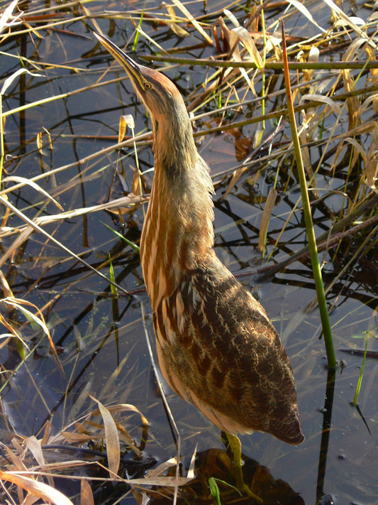 American Bittern Heron Bird Glossy Poster Picture Photo Banner Print Conversationprints