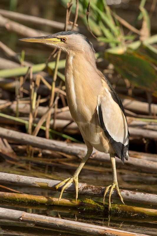 American Bittern Heron Glossy Poster Picture Photo Banner Print Conversationprints