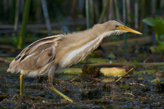 Striped Back Bittern Heron Glossy Poster Picture Photo Banner Print Conversationprints