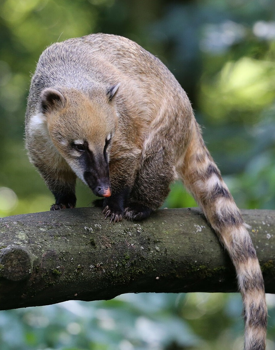 South American Coati Glossy Poster Picture Photo Banner Print Conversationprints