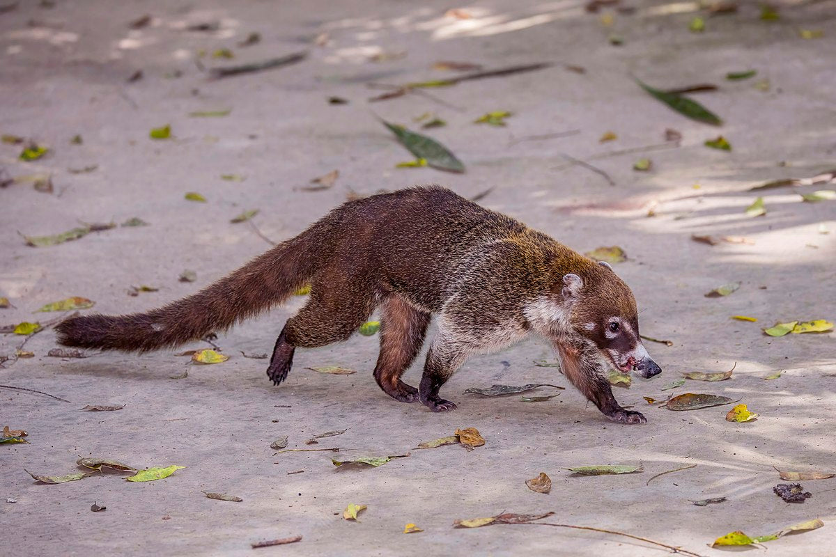 WHITE NOSED COATI GLOSSY POSTER PICTURE PHOTO BANNER PRINT nasua narica