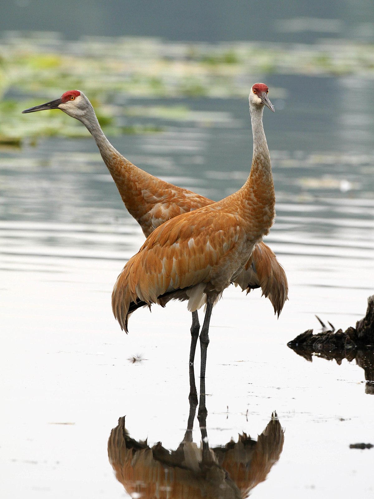 SANDHILL CRANES BIRD GLOSSY POSTER PICTURE PHOTO BANNER PRINT