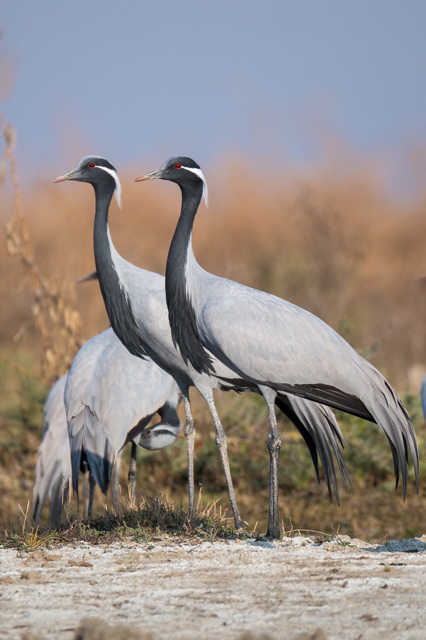 DEMOISELLE CRANES BIRD GLOSSY POSTER PICTURE PHOTO BANNER PRINT crane