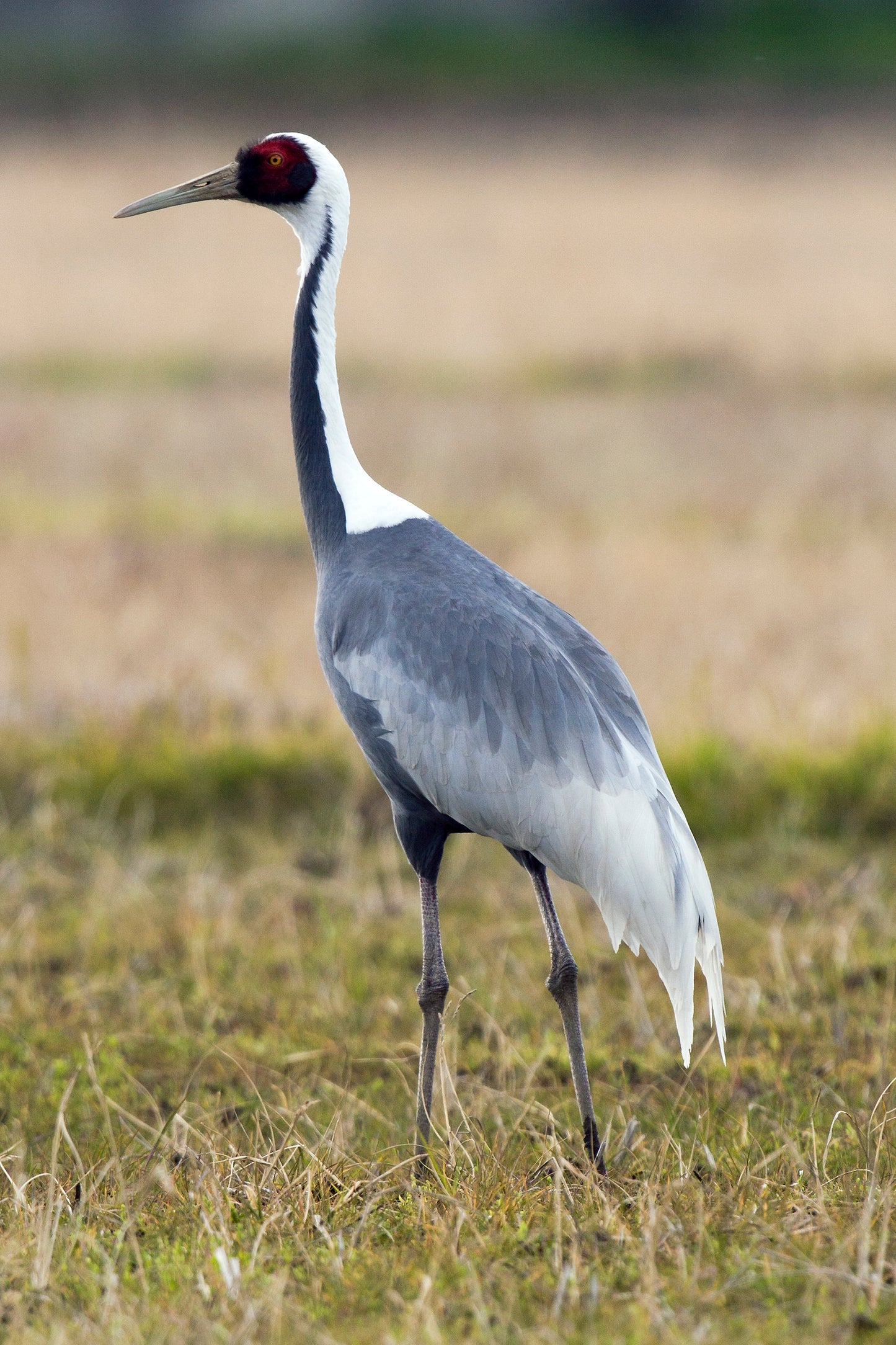 White Naped Crane Bird Glossy Poster Picture Photo Banner Print Conversationprints