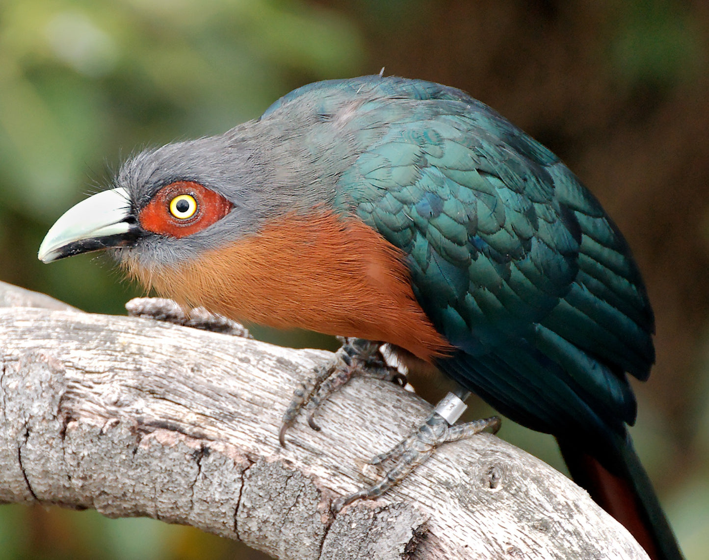 CHESTNUT BREASTED CUCKOO BIRD GLOSSY POSTER PICTURE PHOTO BANNER PRINT