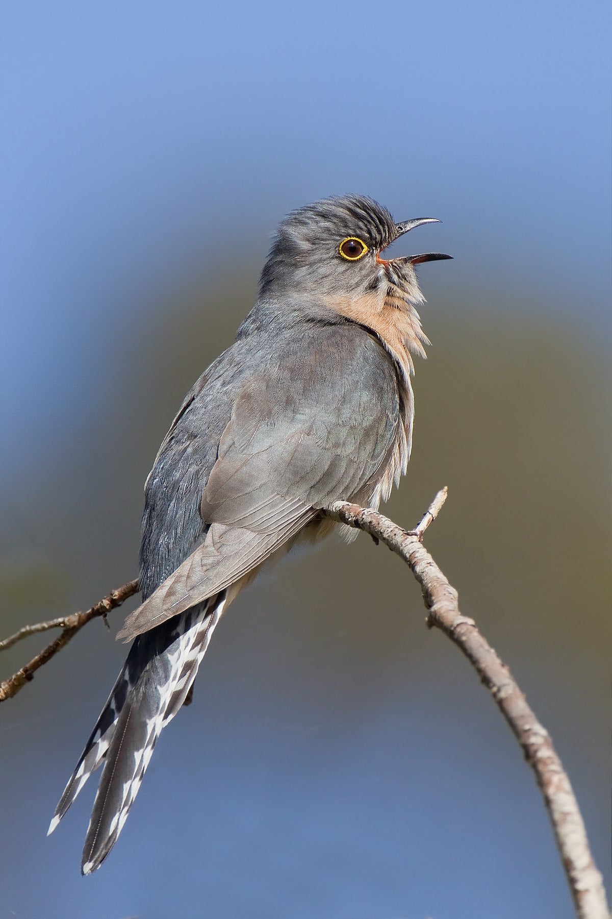 Cuckoo Bird Glossy Poster Picture Photo Banner Print Gray Conversationprints