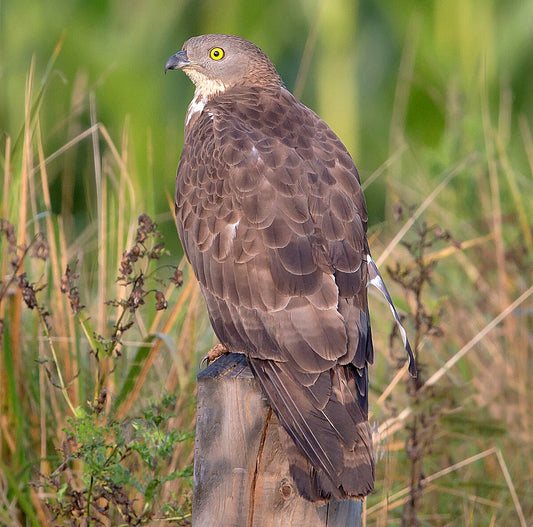 EUROPEAN HONEY BUZZARD BIRD GLOSSY POSTER PICTURE PHOTO BANNER PRINT