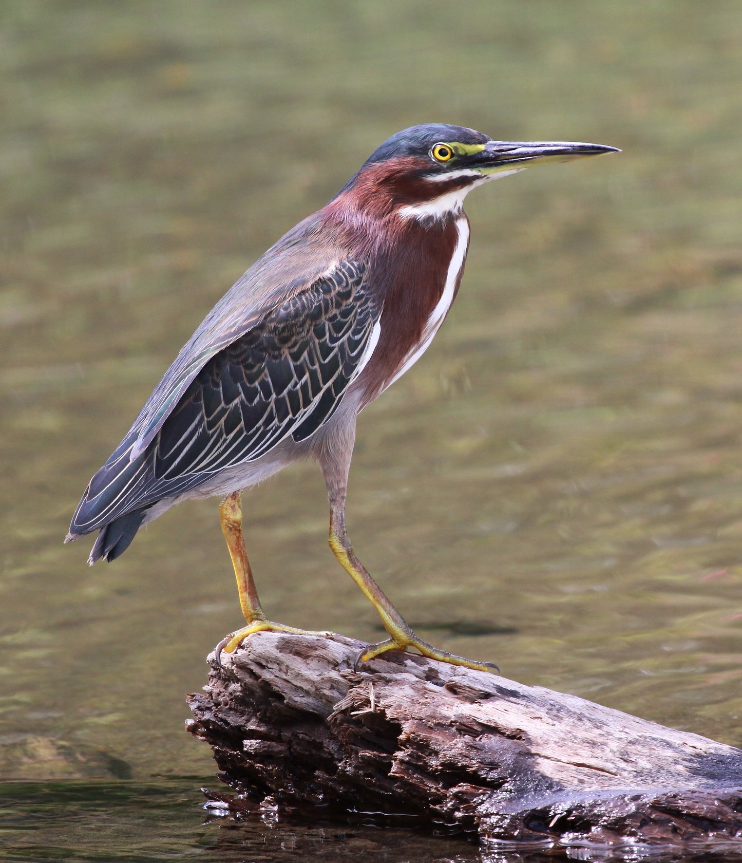 Green Heron Bird Glossy Poster Picture Photo Banner Print Conversationprints