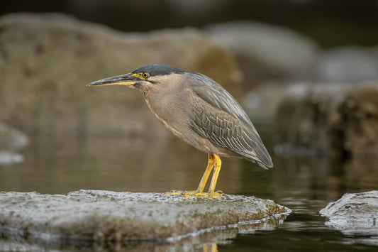 STRIATED HERON BIRD GLOSSY POSTER PICTURE PHOTO BANNER PRINT