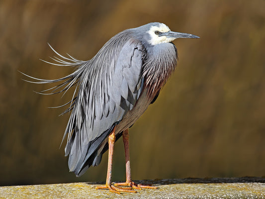 WHITE FACED HERON BIRD GLOSSY POSTER PICTURE PHOTO BANNER PRINT