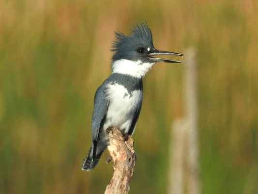 BELTED KINGFISHER MALE BIRD GLOSSY POSTER PICTURE PHOTO BANNER PRINT