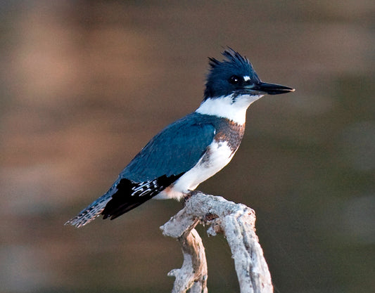 BELTED KINGFISHER BIRD GLOSSY POSTER PICTURE PHOTO BANNER PRINT